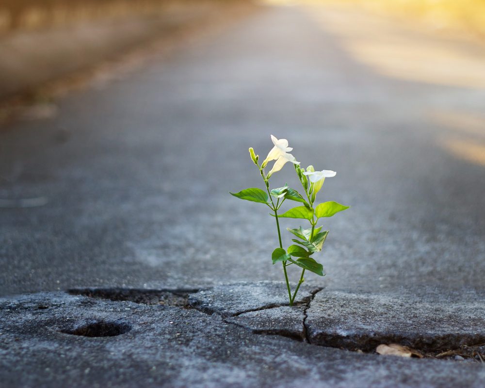 A white flower grows from a crack in the pavement depicting the concept of hope